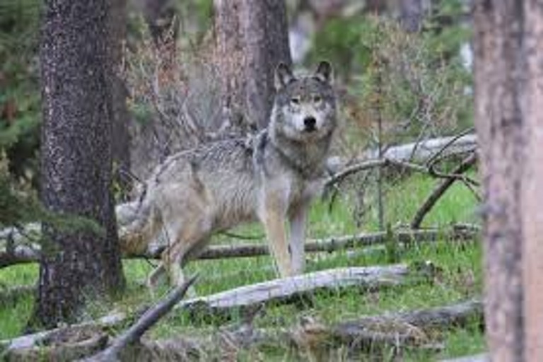 Rewilding Efforts Bring Wolves Back to Northern Alberta